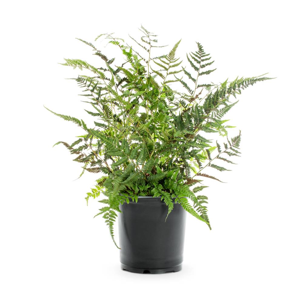 Lowe's Fern Plant in 2.5-Quart Pot | 51442