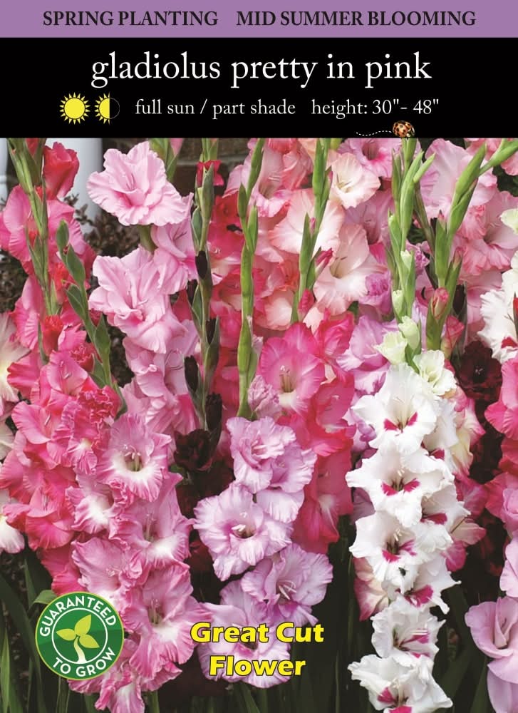 Gladiolus Pretty In Pink Bulbs