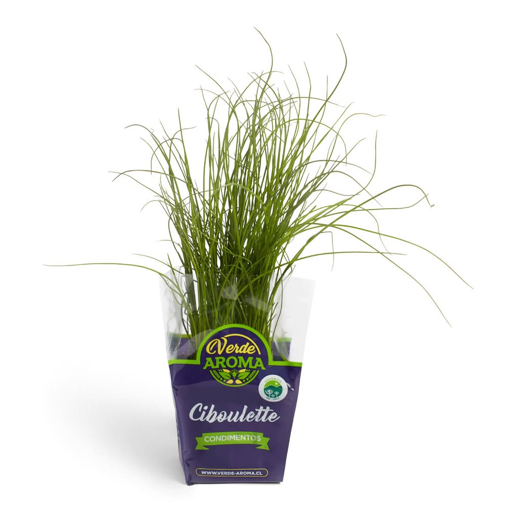 Verde aroma · Ciboulette orgánico
