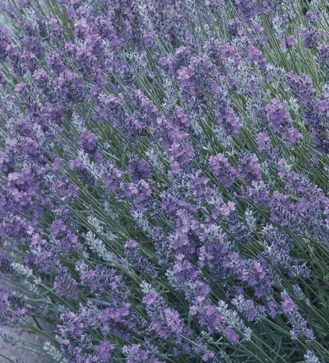Lowe's Purple English Lavender Plant in 1 -Quart Pot 1.0 -Pack | 418397