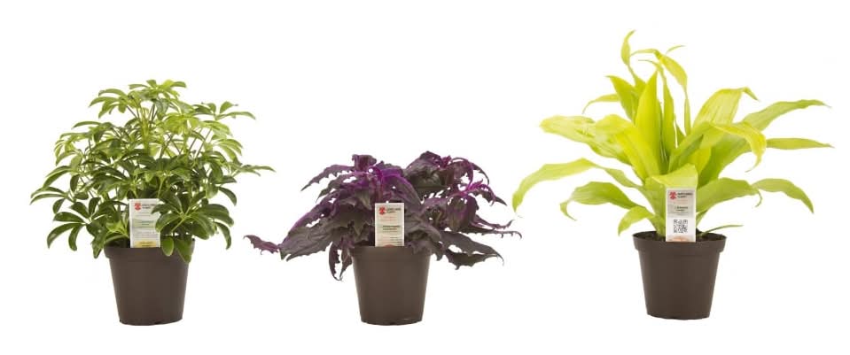 Exotic Angel Assorted Potted Plant