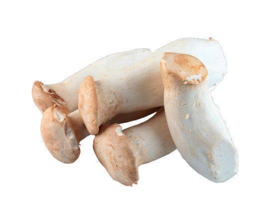 有機活株陶立克 Doric Organic King Oyster Mushroom
