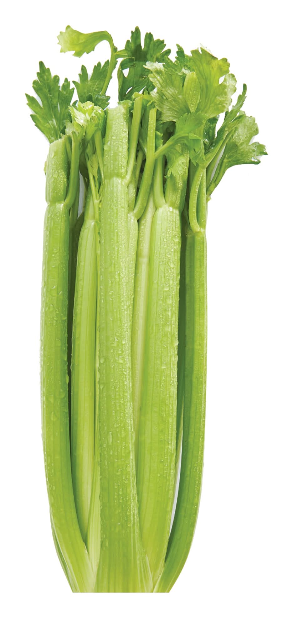 Sleeved Celery