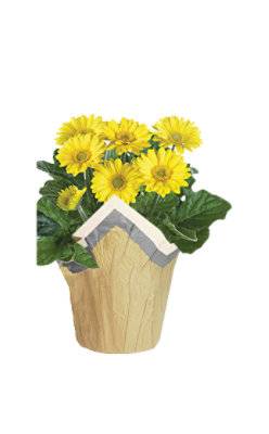 Blooming Flower Plant (6 inch/yellow)