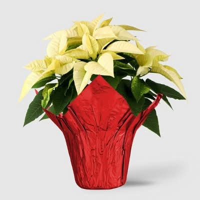Good Little Garden Holiday Poinsettia Live Plant, 6 in, White