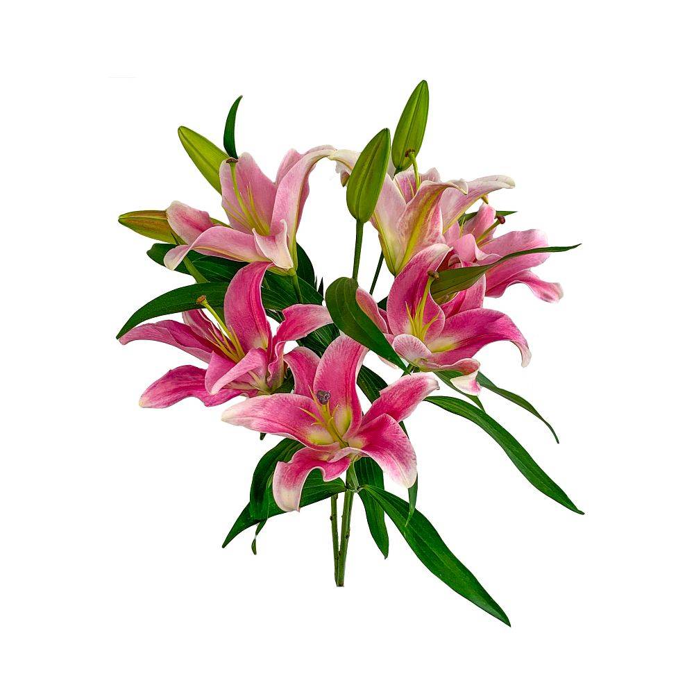 Novelty Lily