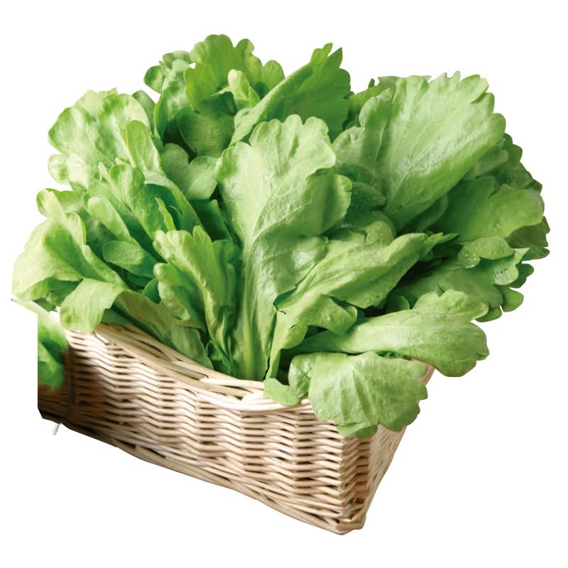 茼蒿(每袋約250克) <1Bag袋 x 1 x 1Bag袋>