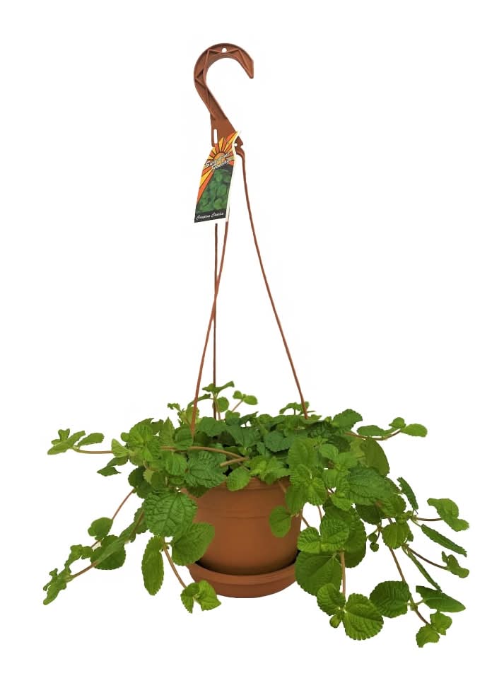 Hanging Plant with Saucer