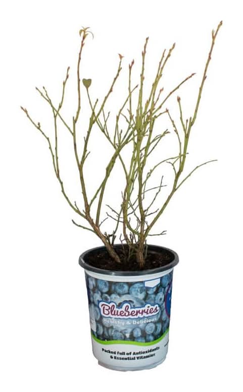 2.5 Qt. Blueberry #1 Assorted Varieties - Shrub