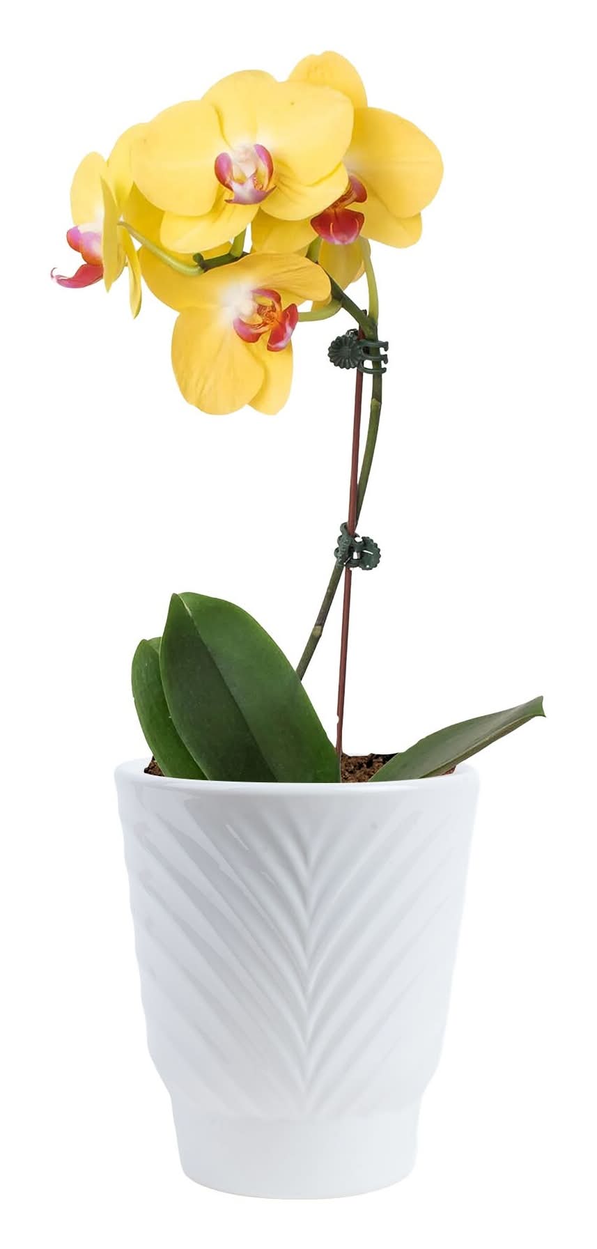 Costa Farms White Specialty Orchids House plant in 15 Ounce(s) Planter 1 -Pack