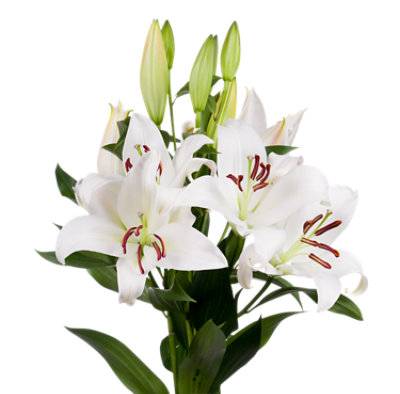 Signature SELECT Oriental Lilies 2 Stem White - Each