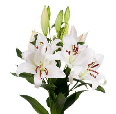 Lily Oriental White Assorted 3 Stem - Each