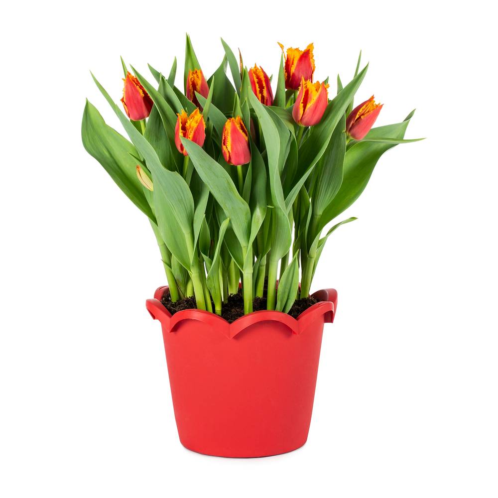 Lowe's Multicolor Tulip in 3-Quart Planter | NURSERY