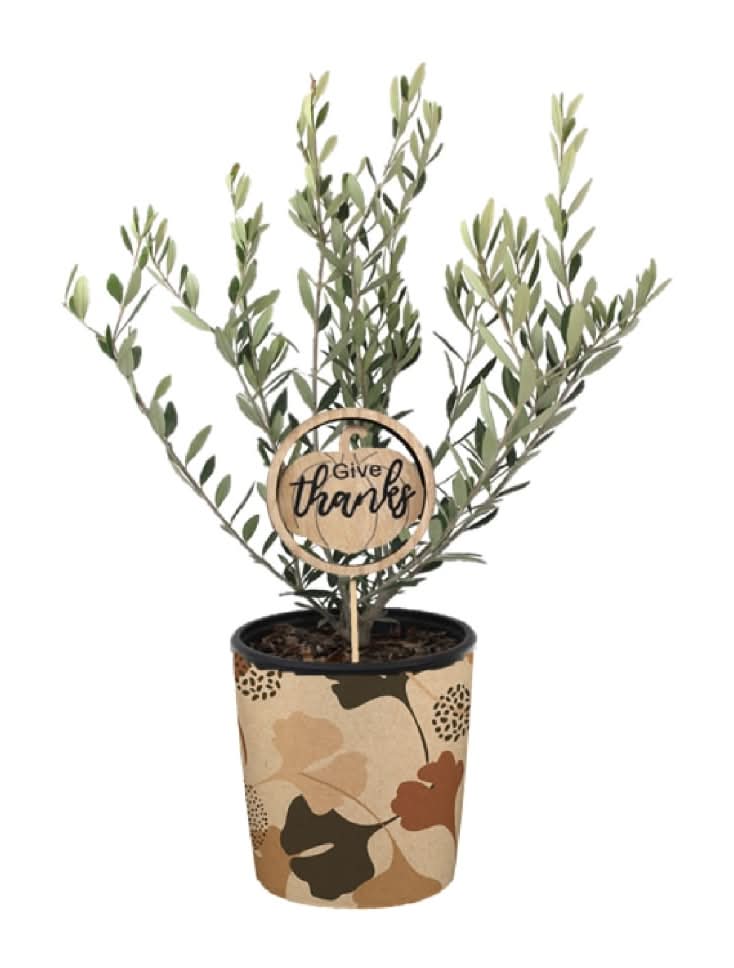 Olive Tree