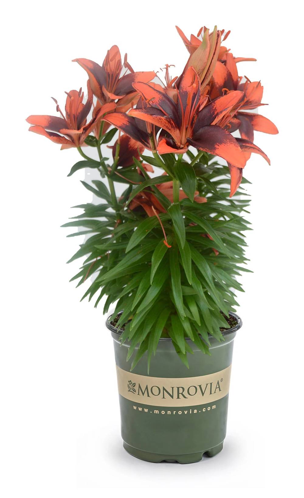 Lowe's Multicolor Monrovia Tiny Shadow Asiatic Lily Plant in 2.5 -Quart Pot 1 -Pack | NURSERY