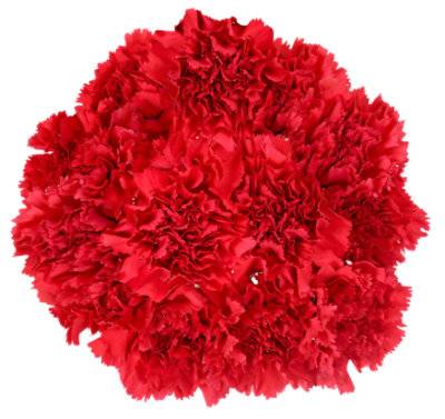 Signature Select Carnations 8 Stem - Ea