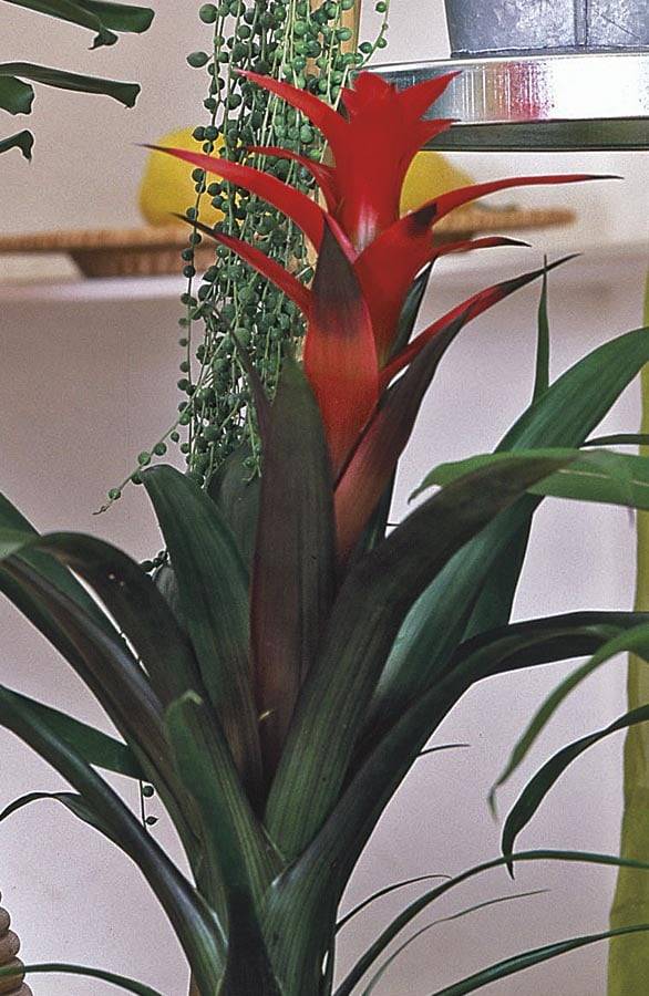 Mixed Bromeliads House plant in 1 Pint Pot 1 -Pack | NURSERY