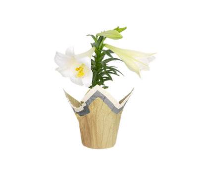 Easter Lily 4.5 Inch - Each