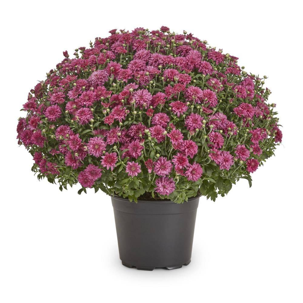 Lowe's Purple Mum in 3-Quart Pot | NURSERY