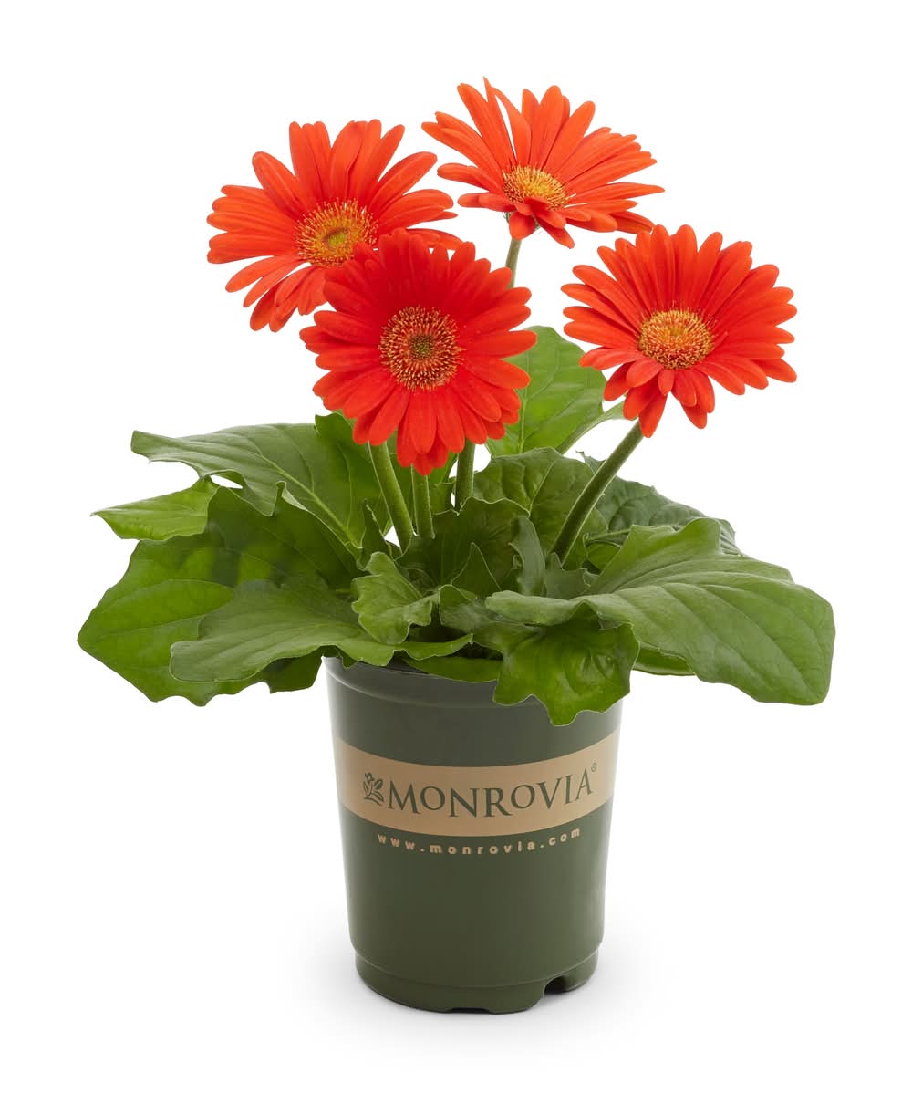 Monrovia Multicolor Gerbera daisy in 1.5 Pint Pot 1 -Pack