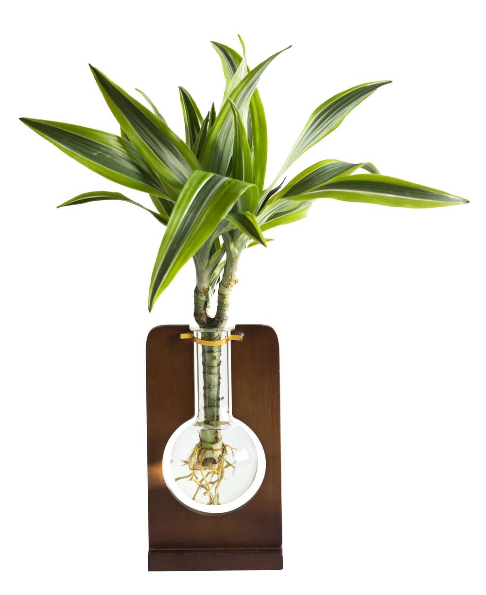 LiveTrends Organic Flask- Dracena House Plant in 1-Pack(s) Pot | ASB02263