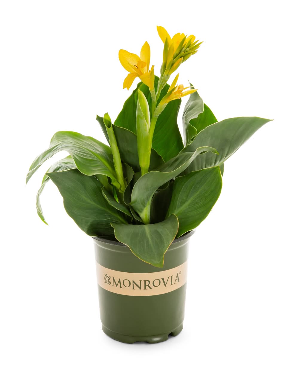 Monrovia Yellow Canna Cannova Yellow Canna Lily in 2.5 Quart(s) Pot 1 -Pack