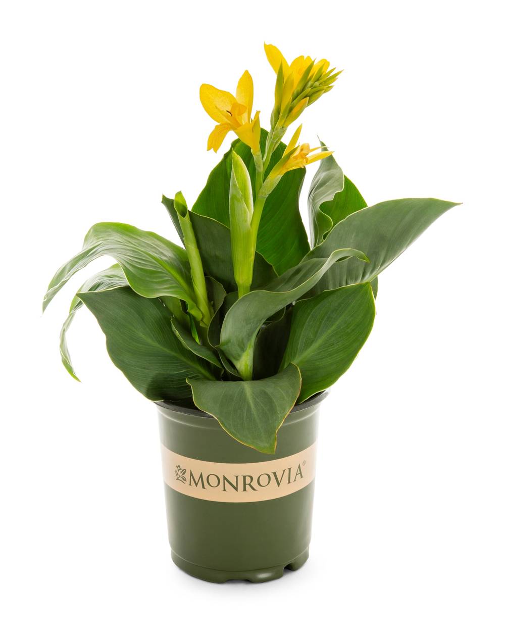 Monrovia Yellow Canna Cannova Yellow Canna Lily in 2.5 Quart(s) Pot 1 -Pack | NURSERY