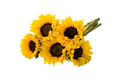 Signature Select 5 Stem Sunflower - Each