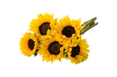 S Sel Sunflower 5St