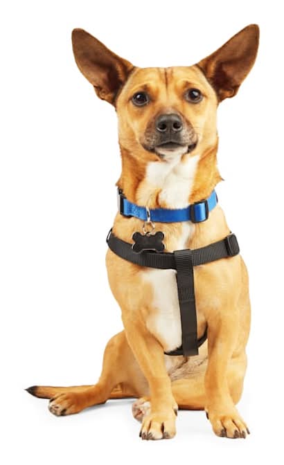 YOULY Adjustable Dog Harness, Black, Medium/Large