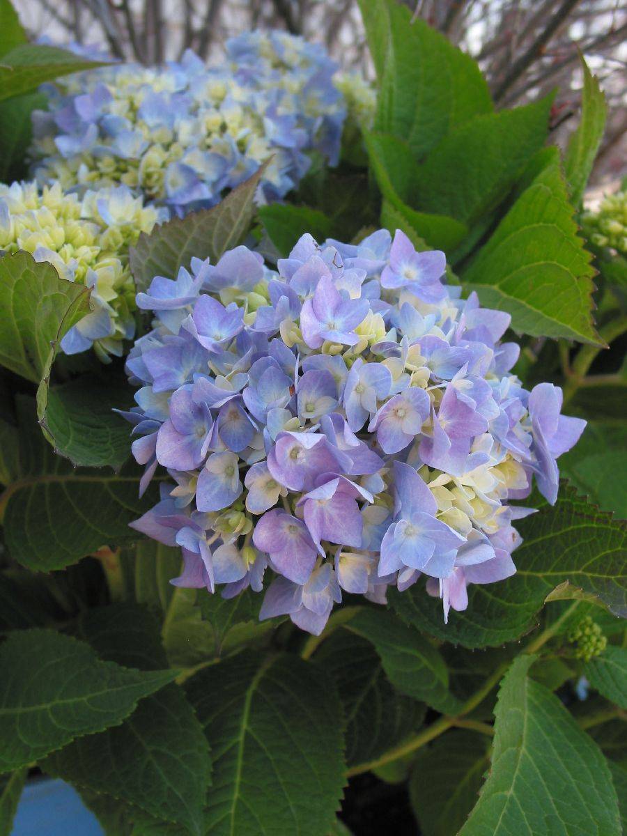 Proven Winners Pink HYDRANGEA QUICK FIRE Flowering Shrub in 1 -Gallon In pot (with soil) | 13HYD2QUI
