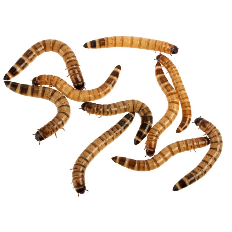 Reptifeast Mealworms, 50 Count - Not Available For Delivery