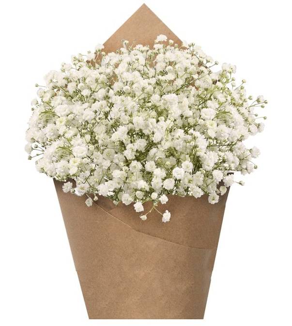 Gypsophilia Bunch