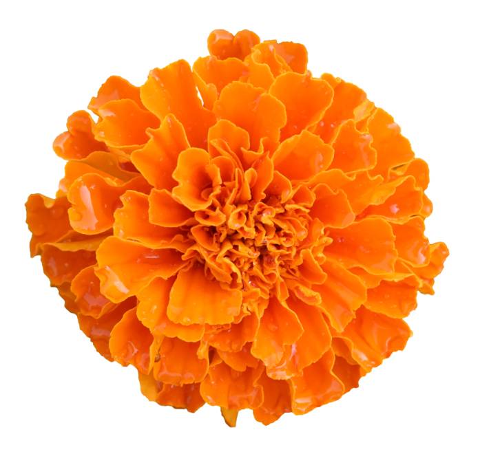 Marigold Flowers (1 Unit per Case)