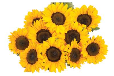 Tinted Sunflower - 5 Count