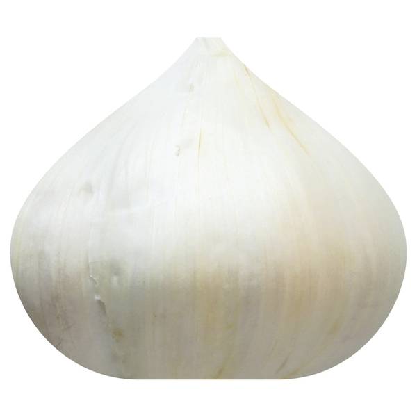 Garlic, Super Colossal