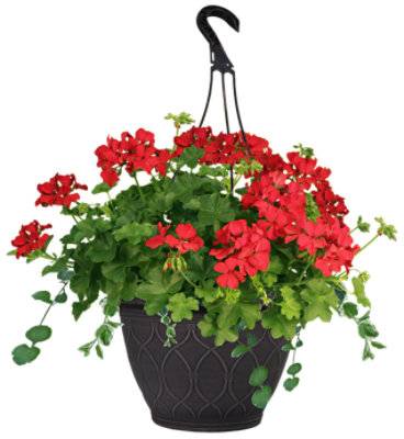 Geranium Combo Basket