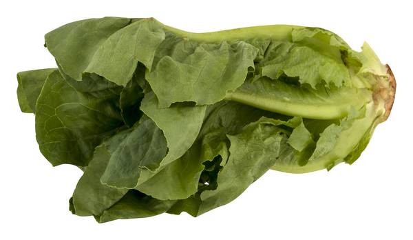 Organic Romaine Lettuce Bunch