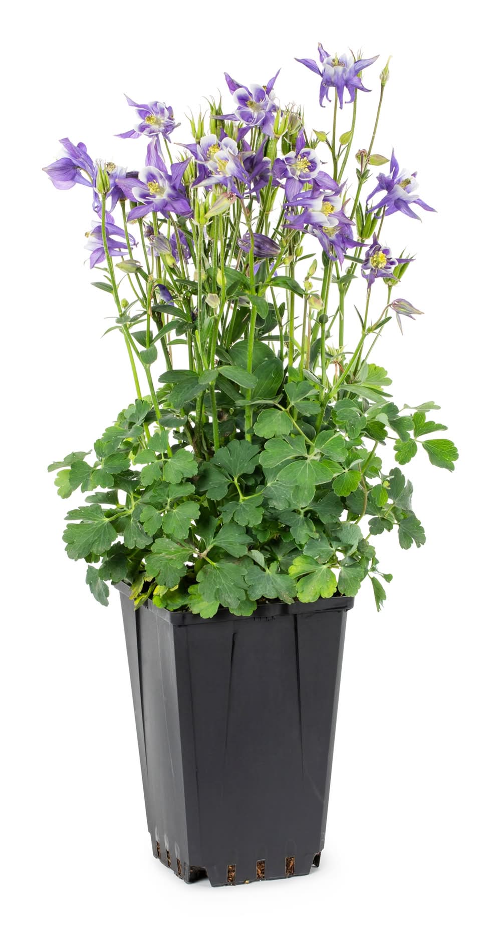 Lowe's Multicolor Columbine Plant in 1.5 -Pint Pot 1 -Pack