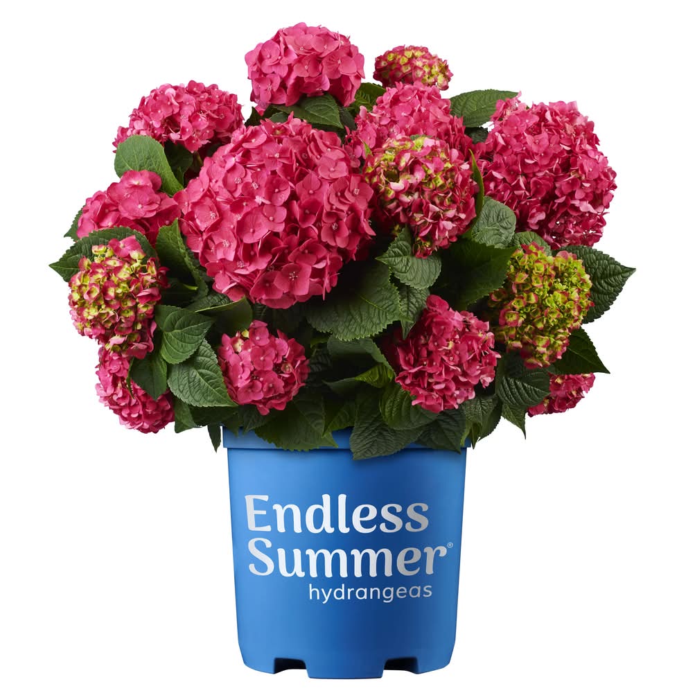 Lowe's 2 -Gallon Summer Crush Reblooming Hydrangea Flowering Shrub with Multicolor Blooms 1.0 -Pack