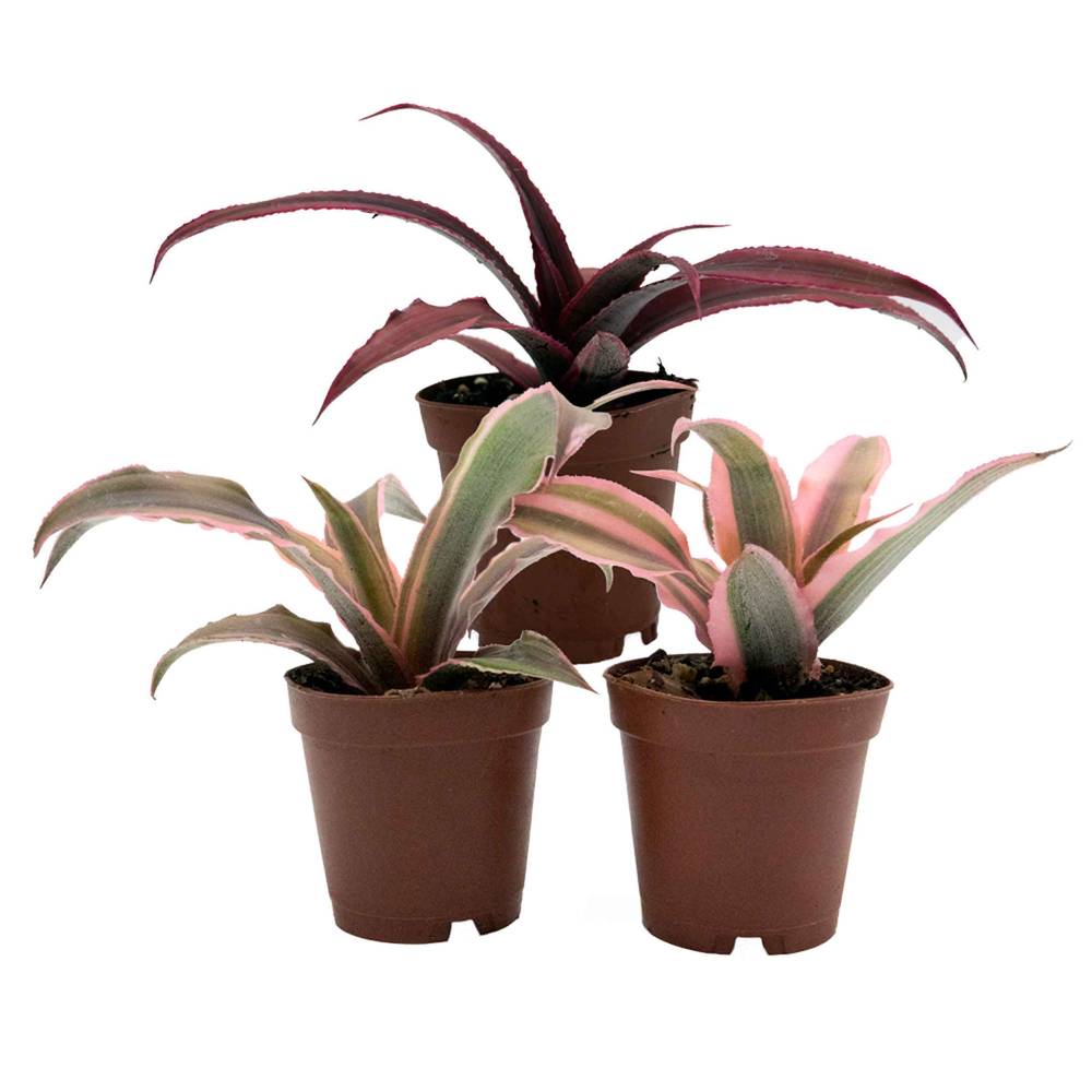 Reptifauna Cryptanthus, Assorted - Not Available For Delivery