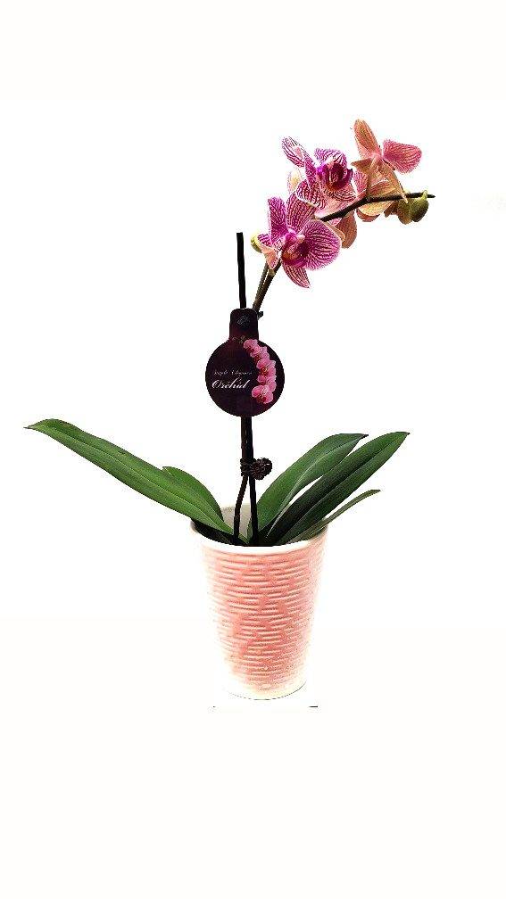 4" Mini Orchid