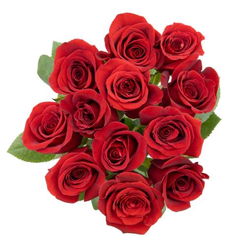 Dozen Red Rose Bunch