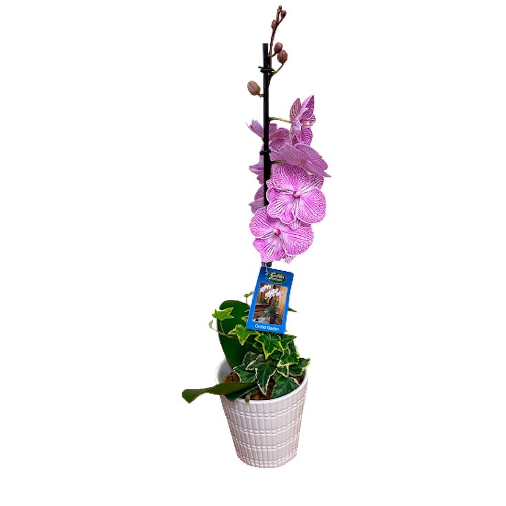 Lowe's Mixed Moth Orchid House Plant in 1-Quart Pot | NURSERY