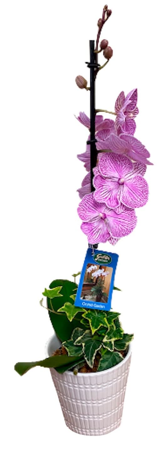 Gubler Mixed Moth Orchid House plant in 1 Quart(s) Pot 1.0 -Pack