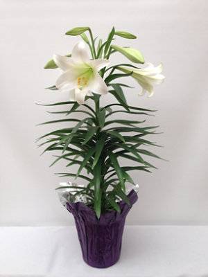 Lily Easter Double 8 Inch - Each