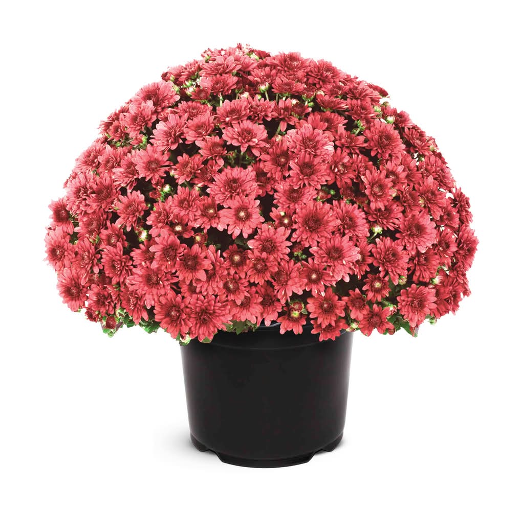 2.50-QT MUM RED GARDEN PGH PBS