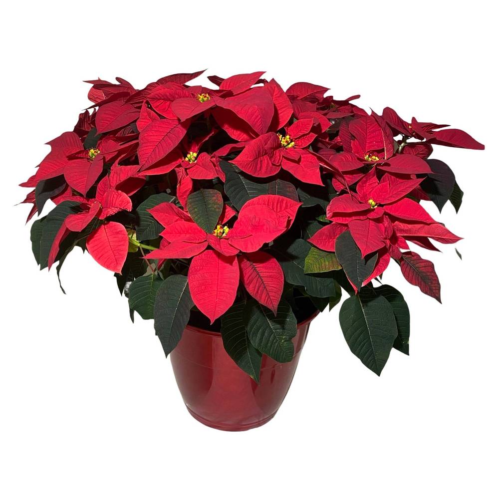 14" Deco Poinsettia