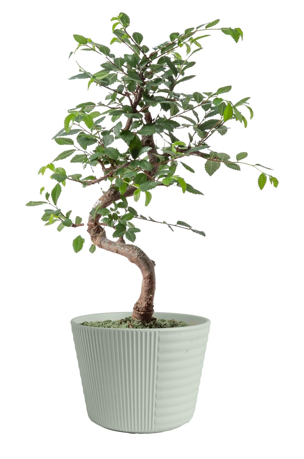 Costa Farms Specialty Bonsai House plant in 2.3 Quart(s) Planter 1 -Pack