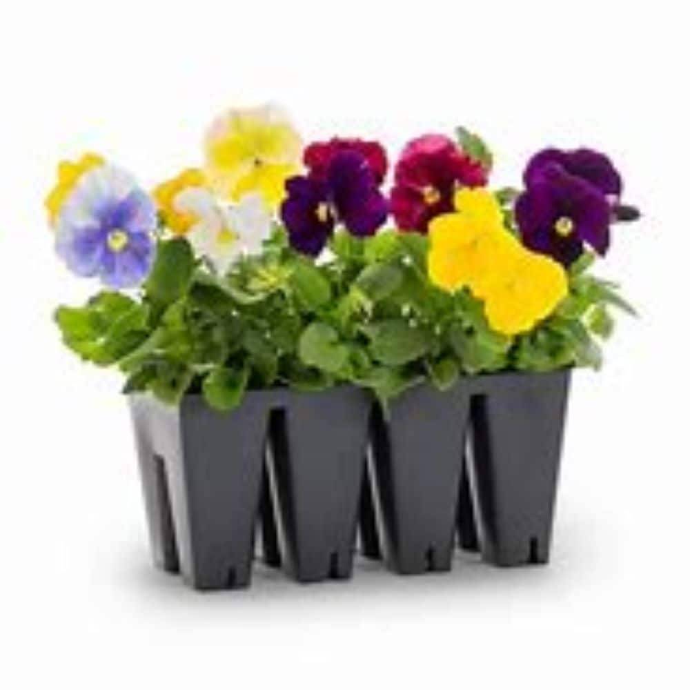 Lowe's Multicolor Pansy in 8-Pack Tray 8-Pack | NURSERY